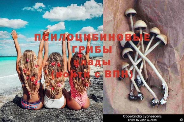 ПСИЛОЦИБИНОВЫЕ ГРИБЫ Новодвинск